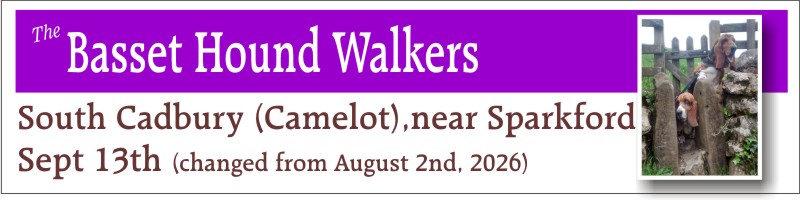Basset Hound Walkers at Camelot